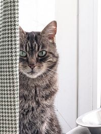 Marre De Mon Chat Qui Me Reveille A 5h Du Mat
