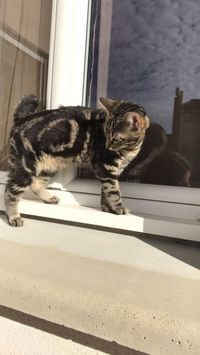 Mort Subite De Mon Chat Mort Subite De Mon Chat