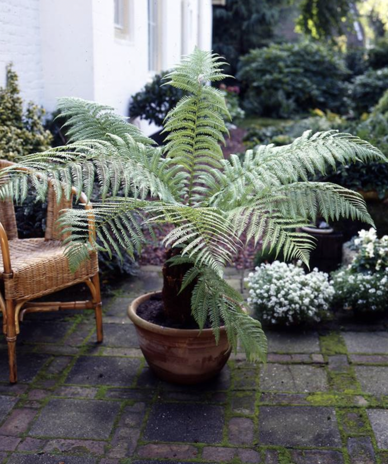 15 plantes d'extérieur pour une terrasse canon