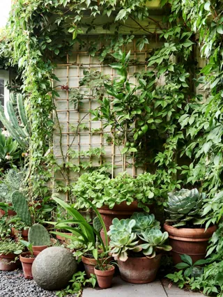 15 plantes d'extérieur pour une terrasse canon