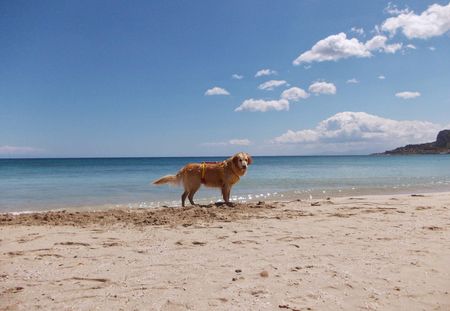 Vacanze pet friendly: le migliori spiagge per quattro zampe
