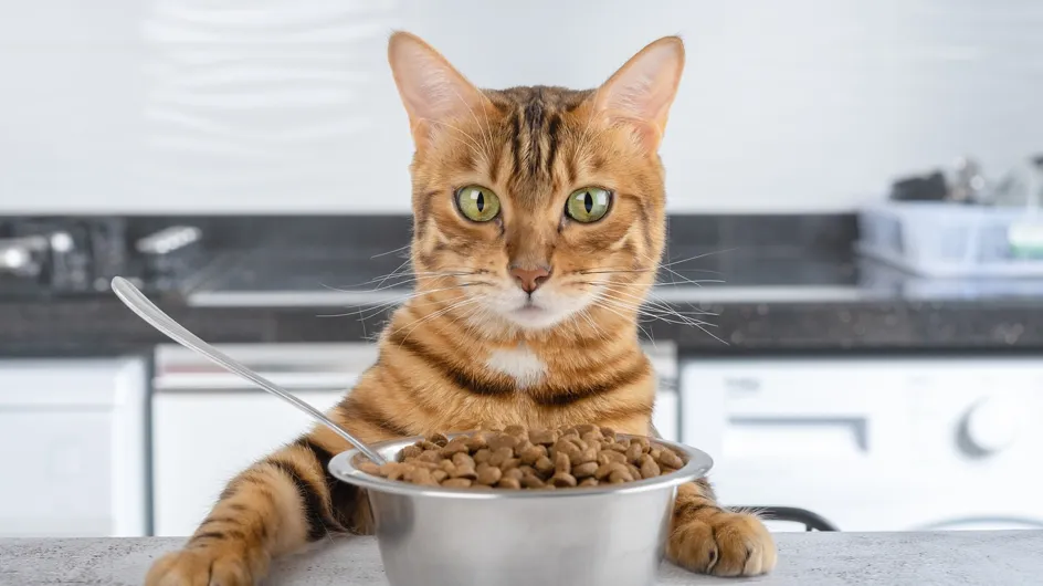 Ces aliments à ne jamais donner à votre chat, car ils pourraient lui être fatal