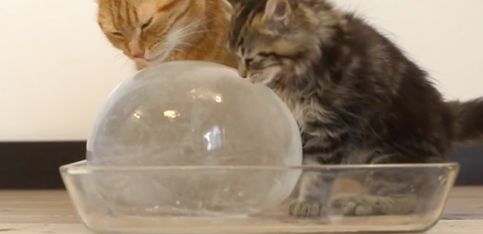 ¡Estos gatitos están fascinados con su bola de hielo!