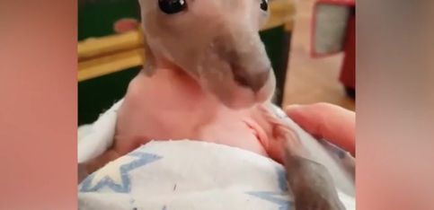 ¡Este adorable bebé canguro no para de bostezar!
