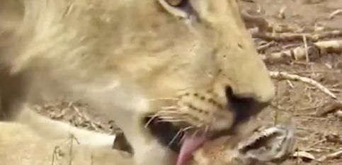 Naturaleza insólita: ¡una leona cuida de una cría de antílope!