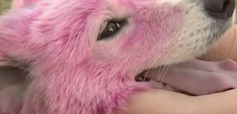 Perros de color rosa: la triste historia de dos Samoyedos