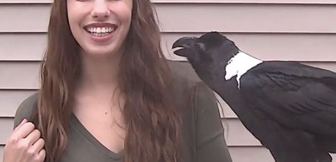 ¿Sabías que los cuervos pueden hablar?