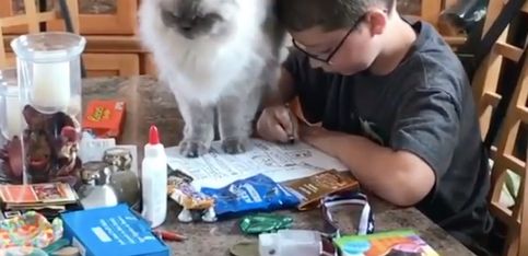 Este gato tiene una misión: ¡que este chico no haga sus deberes!