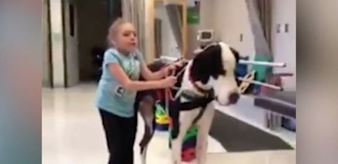 ¡Esta niña aprende a caminar con la ayuda de su perro!