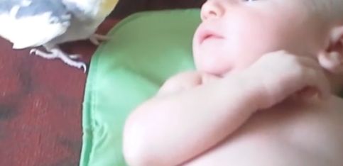 ¡Este pajarito es una niñera estupenda y le canta al bebé!