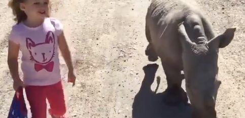 Esta pequeñaja pasea con alguien muy especial: ¡un rinoceronte!