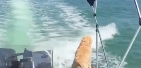 ¡Este perrito está absorto mirando los saltos de los delfines!