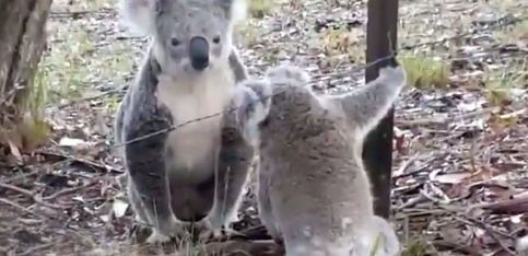 ¡Esta mamá koala logra salvar a su cría de una muerte segura!