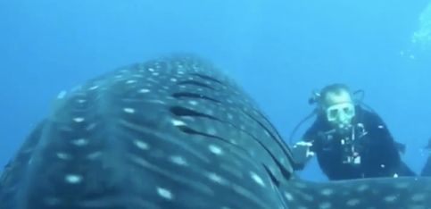 ¡Estos submarinistas han salvado de la tragedia a un grupo de tiburones ballena!