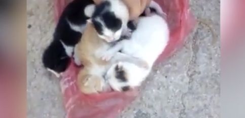 Rescatan a unos gatitos de la basura, ¡espectacular!