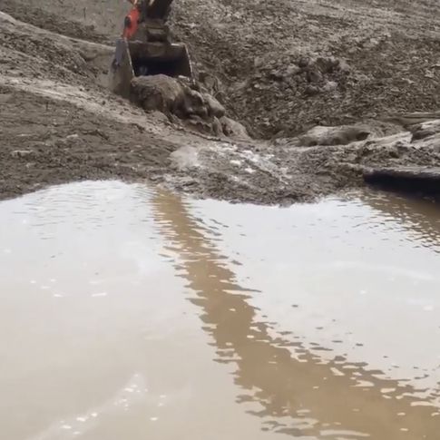 ¡Pobre ciervo no puede salir del barro!