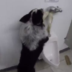 ¡La mejor habilidad que un perro podría tener!