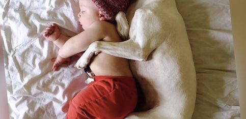 Este perro y este bebé son inseparables, ¡y más en la siesta!