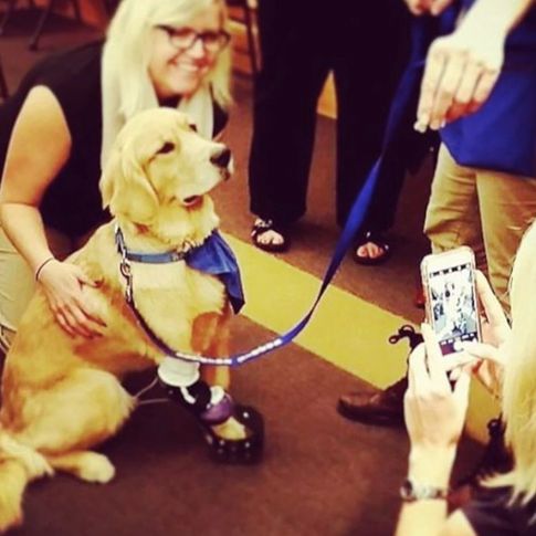 ¡Este perro es un gran ejemplo de superación!