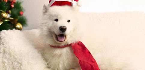 Disfraces de Navidad para perros