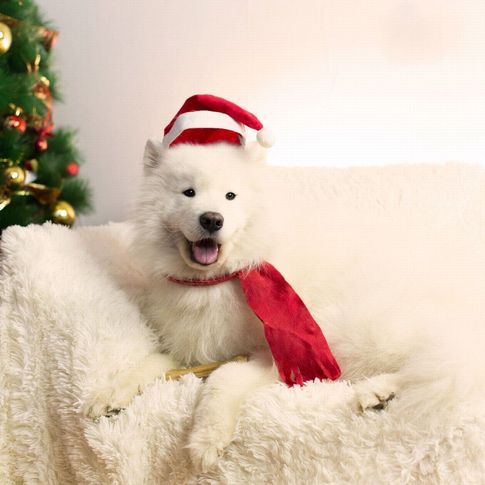 Disfraces de Navidad para perros