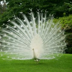 Los animales más bonitos del mundo