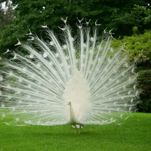 Los animales más bonitos del mundo