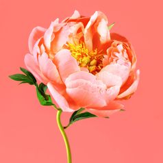 Rose oder Rittersporn: Kennst du schon deine Geburtsblume?