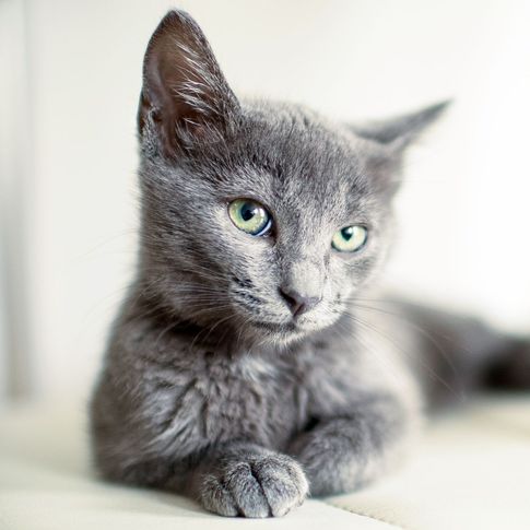 Clever Cats - Die 5 schlausten Katzenrassen