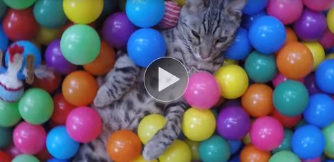 ¡Vas a alucinar: un gato en una piscina de bolas!