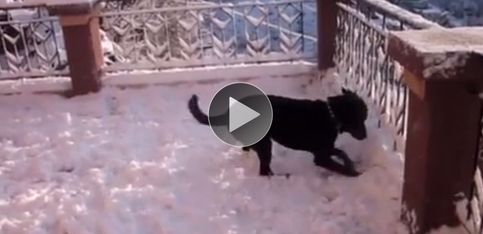 ¡No te lo pierdas: este perrito ve por primera vez la nieve!