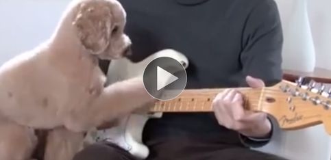 ¡Un dúo diferente: un hombre y su perro tocan juntos la guitarra!