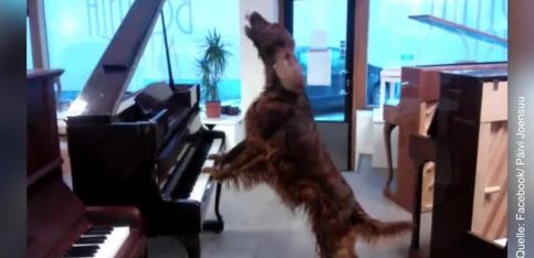 Impresionante: ¿Mozart reencarnado en perro?
