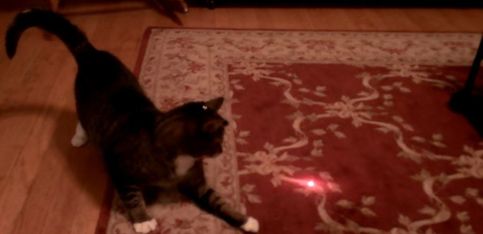 Para troncharse: ¡un gato persiguiendo una luz láser!