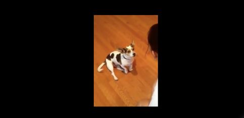 ¡Alucina! Una mujer le enseña a su perro a maullar
