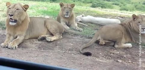 ¡De safari con el coche y una leona les abre la puerta!