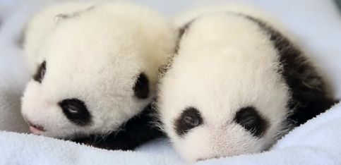 100 días en 2 minutos: el increíble desarrollo de estos dos pandas