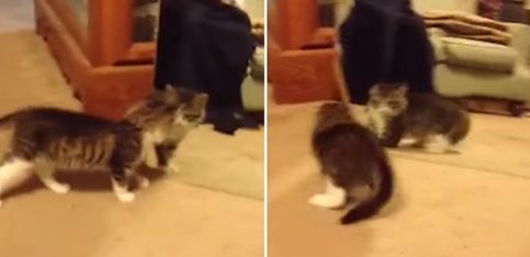 ¡Este gatito se ve por primera vez en un espejo!