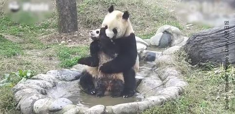 ¡Este osito panda se resiste a darse un baño!