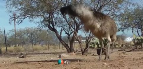 Increíble: ¡un juguete de los 90 vuelve loco a este emú!