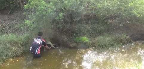 ¡Este hombre descubre un perro malherido en el agua y hace todo por salvarlo!