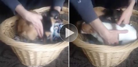 Invasión de Chihuahuas: ¡estos perritos no se están quietos!