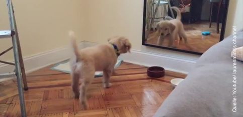 Hilarante: ¡este perrito se ve por primera vez en el espejo!