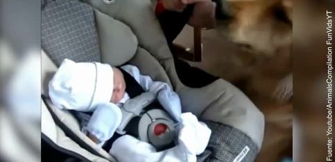 Perritos conociendo a bebés por primera vez