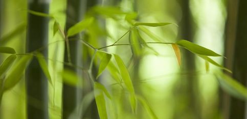 Savez-vous planter les bambous ?