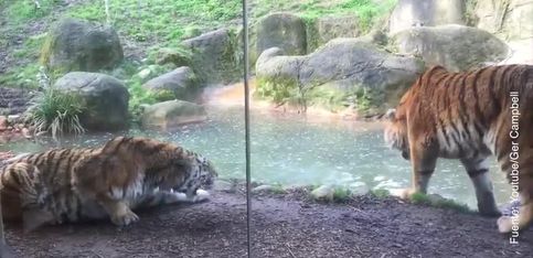 Una pareja de tigres con mucho carácter en el zoo de Dublín