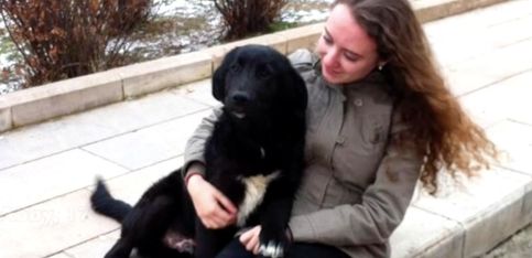 Una familia acoge a un perro moribundo y le salva