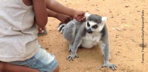 A este lemur le encanta que le rasquen la espalda