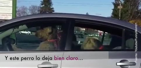 Estos perros se impacientan esperando a su dueño dentro del coche