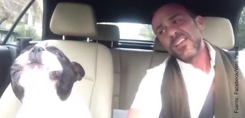 Un dúo perfecto: este perro canta con dueño en el coche